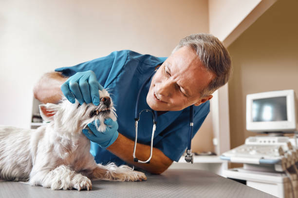 Best Emergency Dental Care for Trauma or Injury in Athens, TN